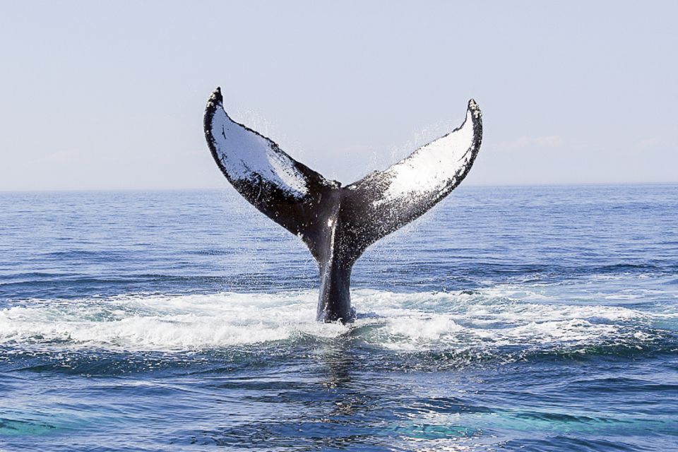 Boston: City Cruises Whale Watching Cruise - Who This Cruise Is Best For