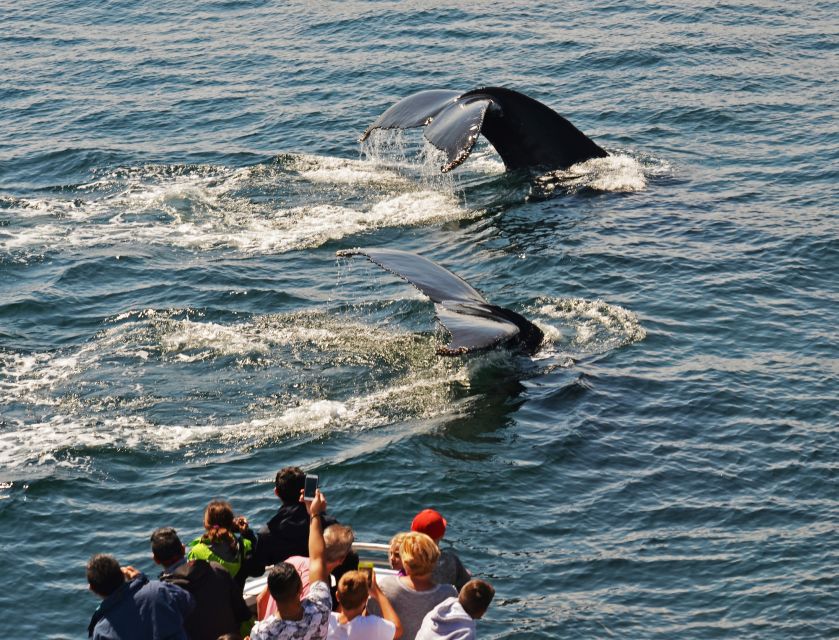 Boston: City Cruises Whale Watching Cruise - What You Might See: Humpbacks, Fins, Minkes, and Dolphins