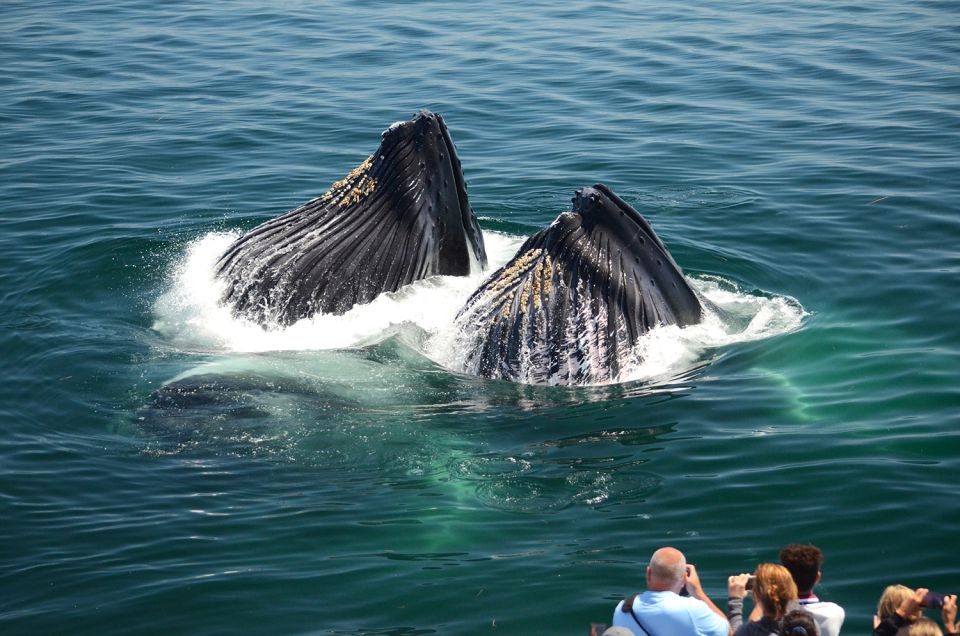 Boston: City Cruises Whale Watching Cruise - Naturalists On Board: Why the Guide Makes the Difference