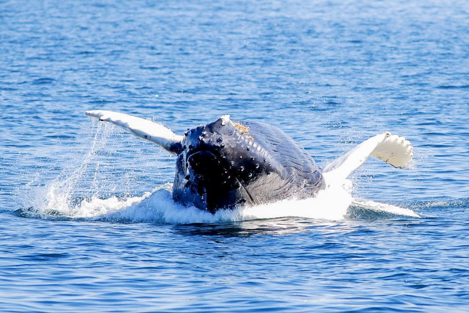 Boston: City Cruises Whale Watching Cruise - Food, Comfort, and the Reality of Time on the Water