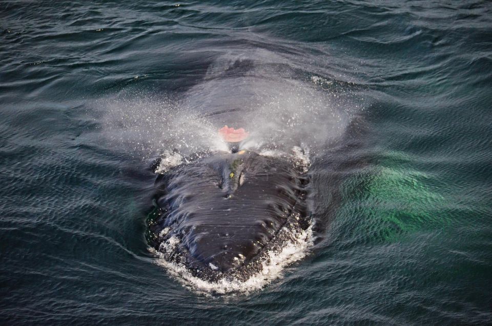 Boston: City Cruises Whale Watching Cruise - Price and Value: Does $80 Make Sense?