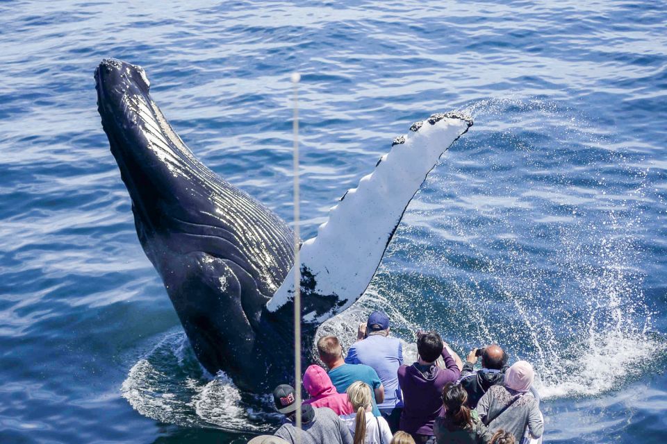 Boston: City Cruises Whale Watching Cruise - The Boat Setup: Outdoor Decks and Climate-Controlled Viewing