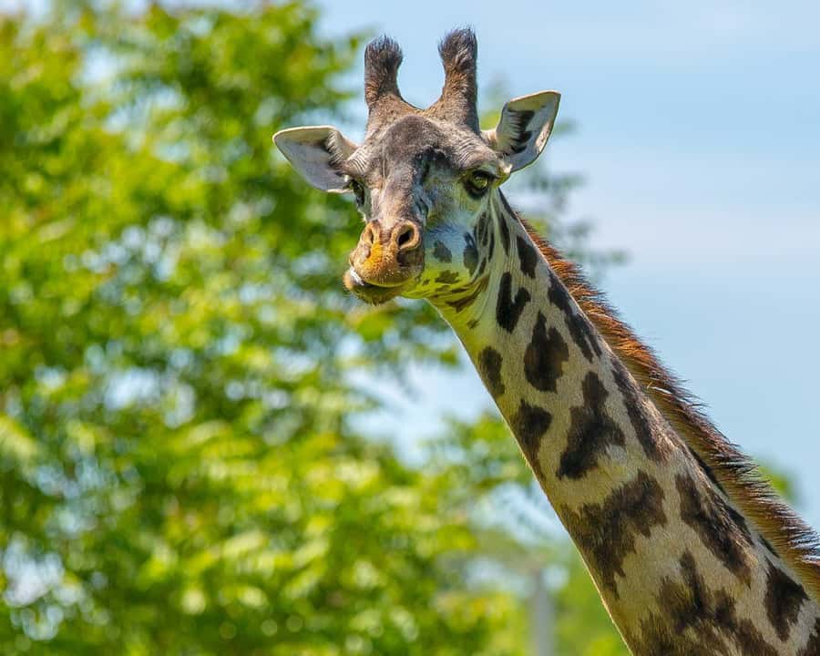 Boston: Franklin Park Zoo Entry Ticket - Key points worth knowing before you go