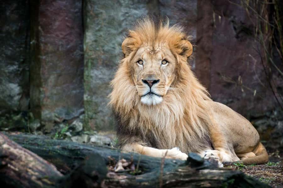Boston: Franklin Park Zoo Entry Ticket - Franklin Park Zoo: why this 72-acre day works in real life
