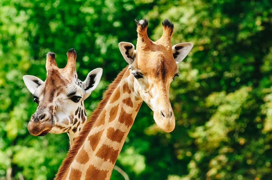Boston: Franklin Park Zoo Entry Ticket - Giraffe Savannah: Masai giraffes that keep you searching