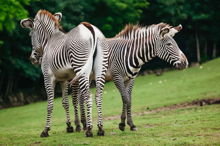 Boston: Franklin Park Zoo Entry Ticket - What else you might spot: African painted dogs, red pandas, and more