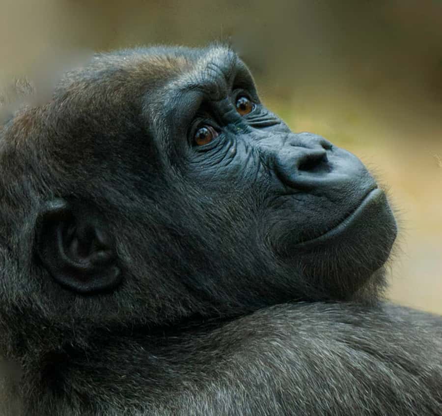 Boston: Franklin Park Zoo Entry Ticket - Tickets and value: what you get for $24 with free parking