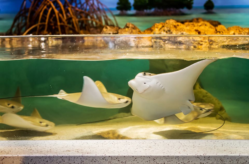 Boston: New England Aquarium Skip-the-Line Entry Ticket - How Much Time You Should Plan (And When to Slow Down)