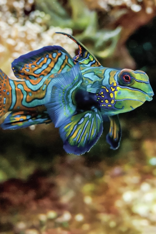 Boston: New England Aquarium Skip-the-Line Entry Ticket - Start at the Penguin Colony, Then Walk the 360° Reef Circuit