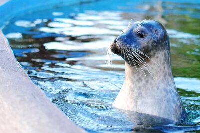 Boston Pass: 40+ Things To Do - Includes Franklin Park Zoo - How to structure your days in Boston (so you don’t burn time)