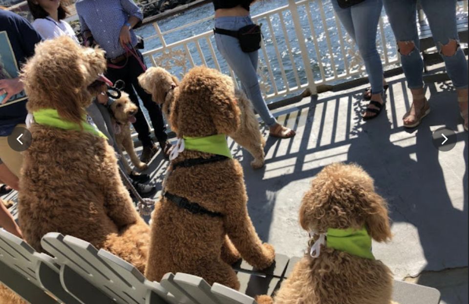 Boston: Scenic Harbor Cruise (Dog-Friendly) - What you see by the Federal Courthouse, Seaport, and the working pier