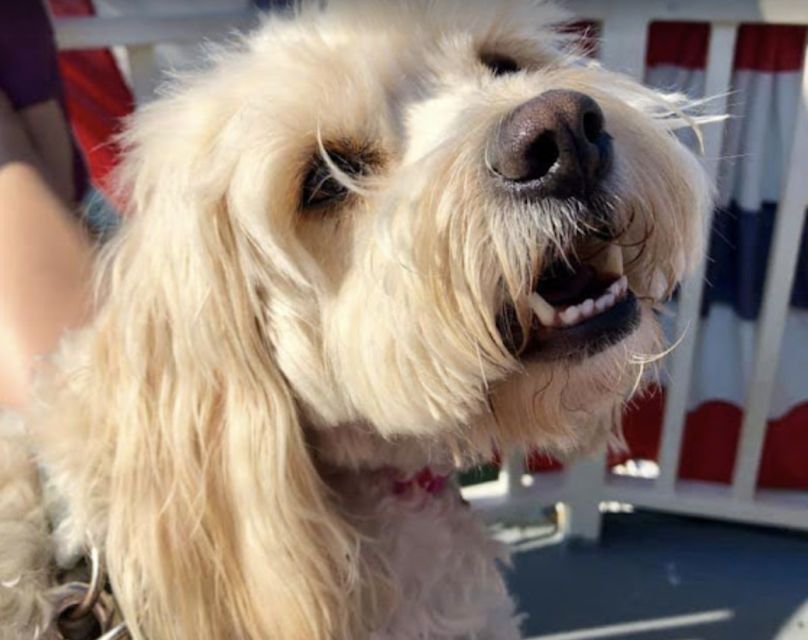 Boston: Scenic Harbor Cruise (Dog-Friendly) - Dog-friendly details that actually matter