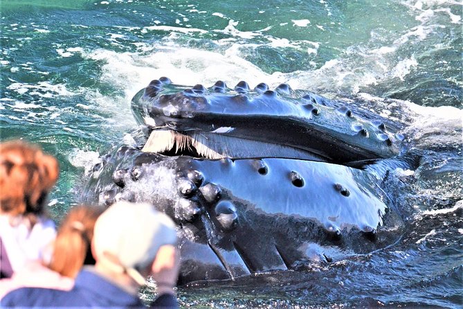 City Cruises Boston Whale Watching Cruise by High-Speed Boat - Key things I’d zero in on before you book