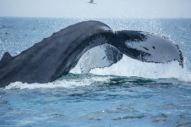 City Cruises Boston Whale Watching Cruise by High-Speed Boat - Price check: what $85.56 buys you (and what it doesn’t)
