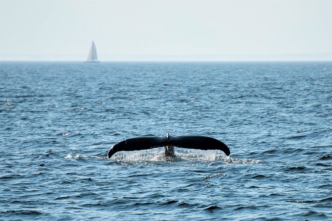 City Cruises Boston Whale Watching Cruise by High-Speed Boat - Stellwagen Bank: what to look for and why this area matters