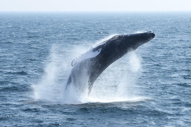 City Cruises Boston Whale Watching Cruise by High-Speed Boat - Naturalist narration onboard: facts, behavior, and real science talk