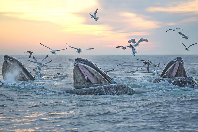 City Cruises Boston Whale Watching Cruise by High-Speed Boat - Sighting odds, weather, and handling the reality of whale watching
