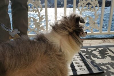 Dog Day of Summer Harbor Cruise in Boston - Price, timing, and what $28 buys you in real value