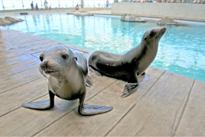 New England Aquarium Admission Ticket in Boston - Penguin Colony and Marine Mammal Center: Shows, Trainers, and Real Personality