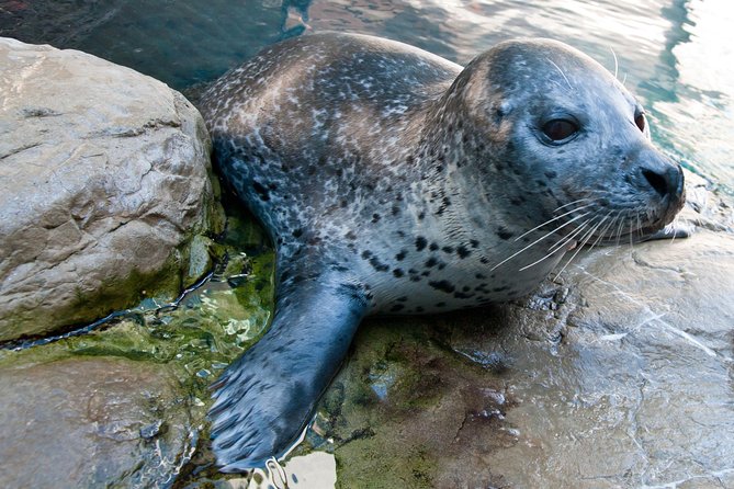 New England Aquarium Admission Ticket in Boston - So How Much Time Do You Need? A Practical 2-Hour Plan