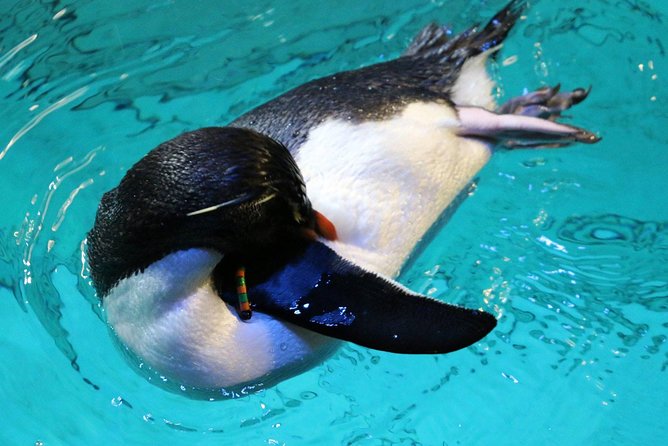 New England Aquarium Admission Ticket in Boston - Price and Value: What You Get With Admission (and What You Don’t)
