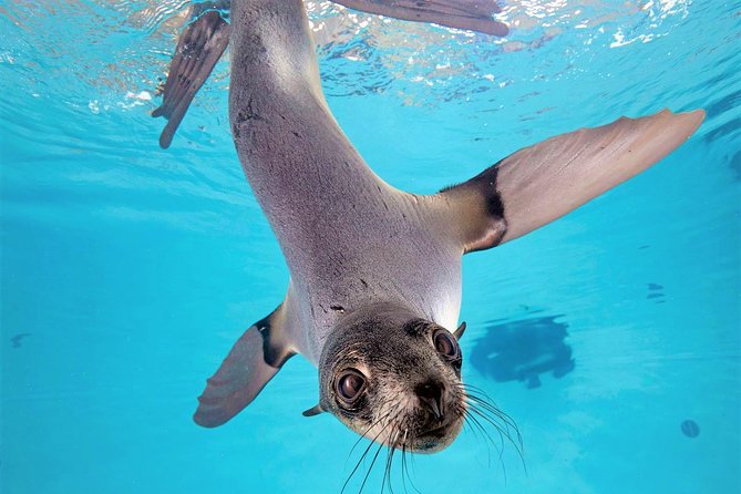 New England Aquarium Admission Ticket in Boston - Front Plaza Harbor Seals: Start Where the Action Is