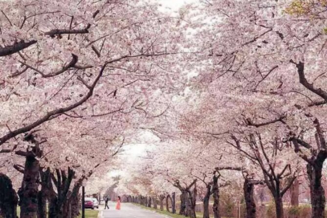 Washington D.C. Cherry Blossom,Baltimore 3-Day Tour from Boston - How This 3-Day Boston to D.C. and Baltimore Tour Works