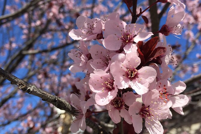 Washington D.C. Cherry Blossom,Baltimore 3-Day Tour from Boston - Lincoln Memorial and the Tidal Basin: Cherry Blossom Day Without Guesswork