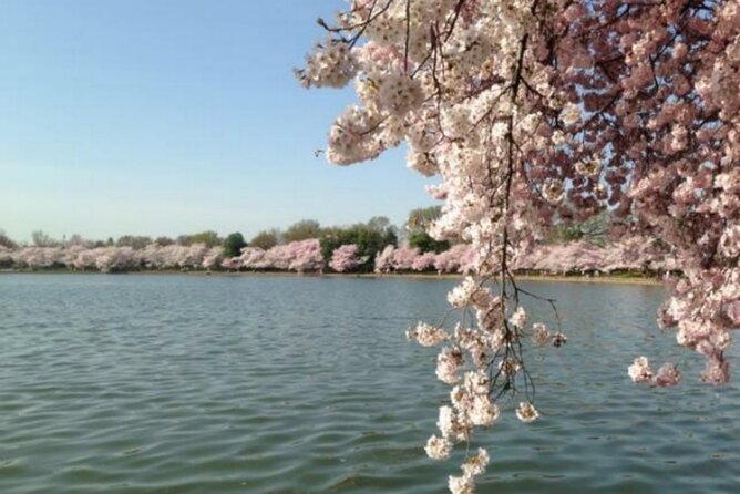 Washington D.C. Cherry Blossom,Baltimore 3-Day Tour from Boston - Getting Your Bearings: The Wharf Time and the DC “Walk-Plus-Questions” Portion