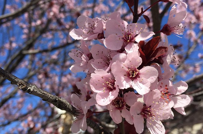 Washington D.C. Cherry Blossom,Baltimore 3-Day Tour from Boston - Baltimore Inner Harbor: A Seaport Stop That Feels Like a Real Place