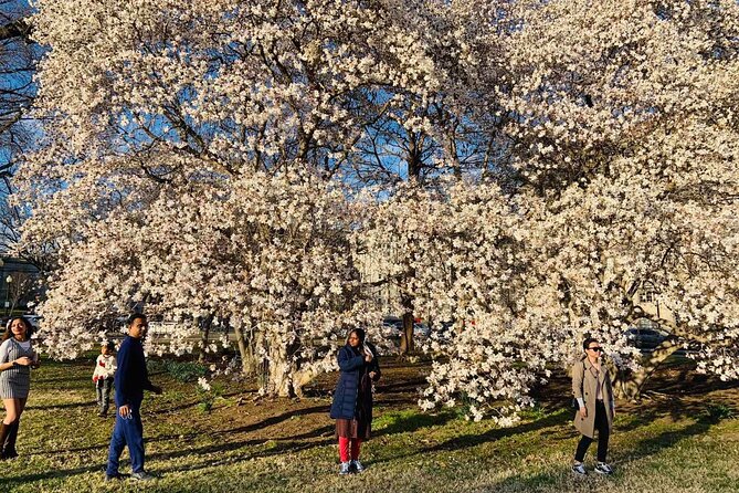 Washington D.C. Cherry Blossom,Baltimore 3-Day Tour from Boston - Value Check: Is $499 a Good Deal for This 3-City Package?