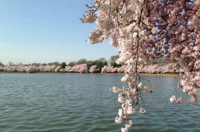 Washington D.C. Cherry Blossom,Baltimore 3-Day Tour from Boston - Who This Tour Suits Best (and Who Might Want Something Slower)